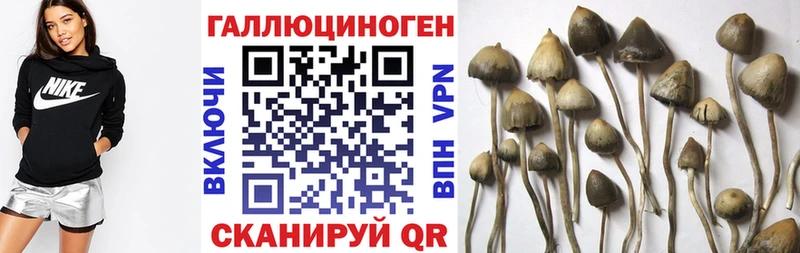 Галлюциногенные грибы Psilocybine cubensis  OMG   Миньяр 